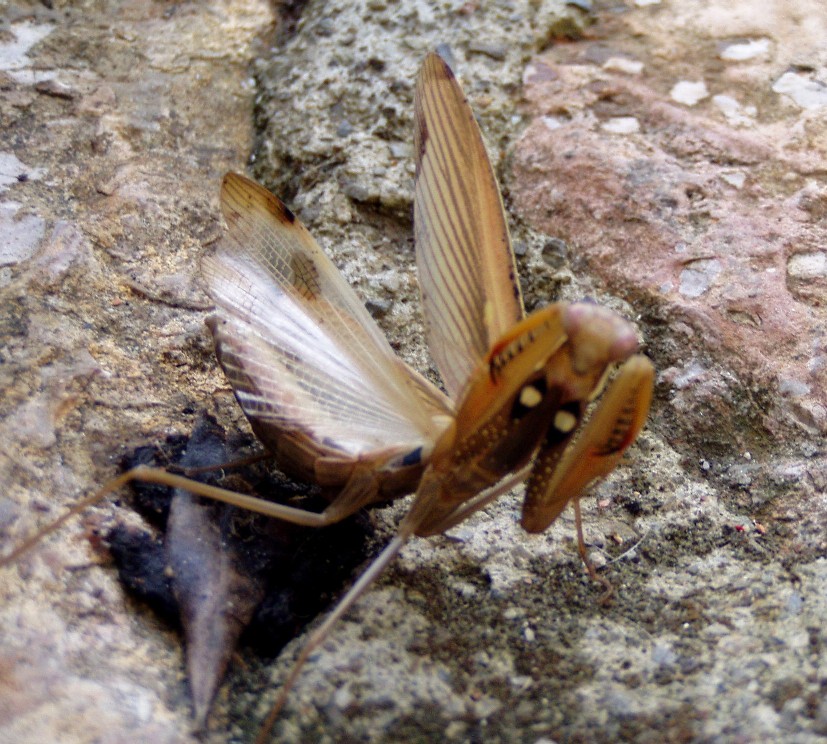 Rospo smeraldino Vs Mantide religiosa